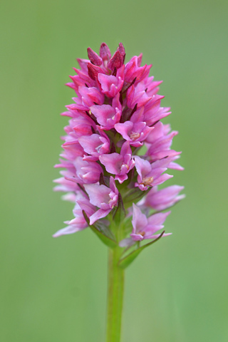 Gymnadenia odoratissima x rhellicani