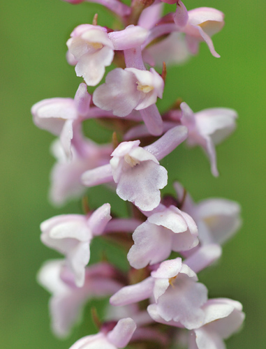 Gymnadenia odoratissima