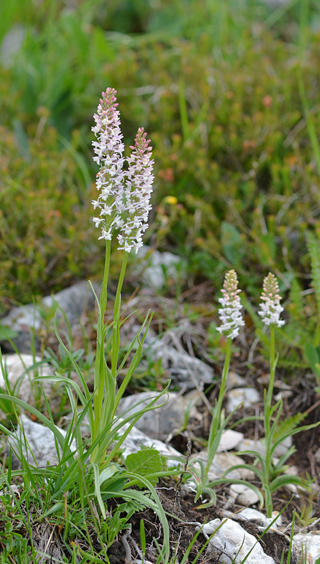 Gymnadenia odoratissima