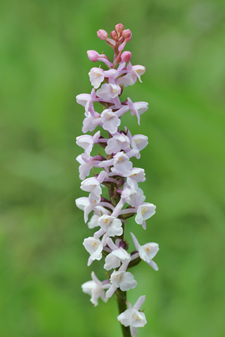 Gymnadenia odoratissima