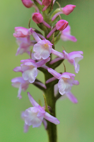 Gymnadenia odoratissima