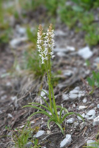 Gymnadenia odoratissima