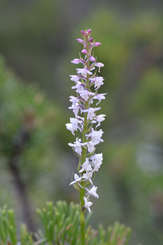 Gymnadenia odoratissima