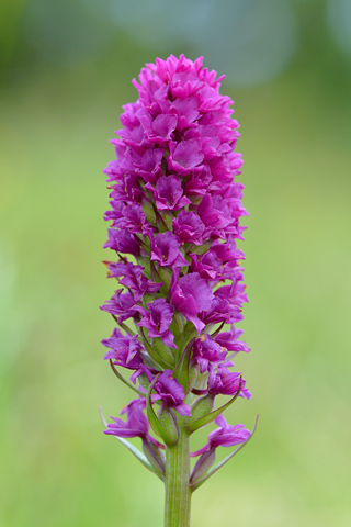 Gymnadenia gabasiana x conopsea var. pyrenaica