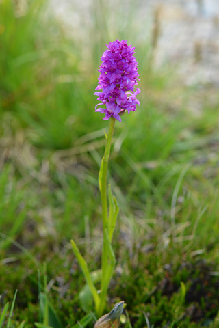 Gymnadenia gabasiana x conopsea var. pyrenaica