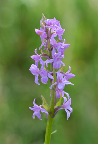 Gymnadenia conopsea var. pyrenaica