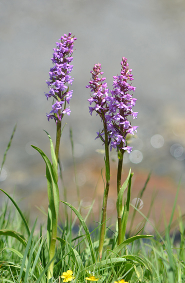 Gymnadenia conopsea var. pyrenaica