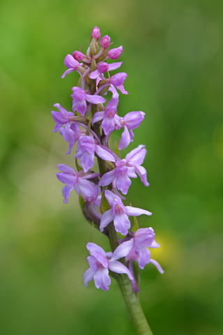 Gymnadenia conopsea var. pyrenaica