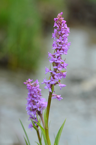 Gymnadenia conopsea var. pyrenaica