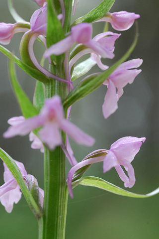 Gymnadenia conopsea var. pyrenaica