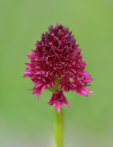 Gymnadenia ravnikii