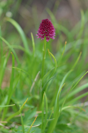 Gymnadenia ravnikii