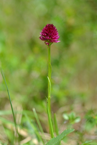 Gymnadenia ravnikii