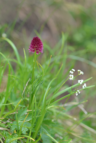 Gymnadenia ravnikii