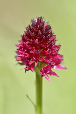 Gymnadenia ravnikii