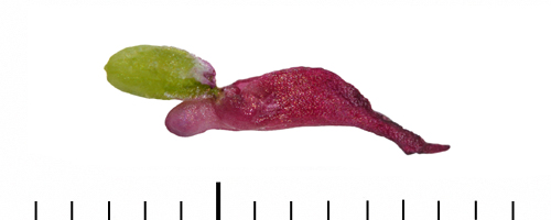 Gymnadenia ravnikii