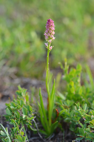 Gymnadenia rhellicani x Pseudorchis albida