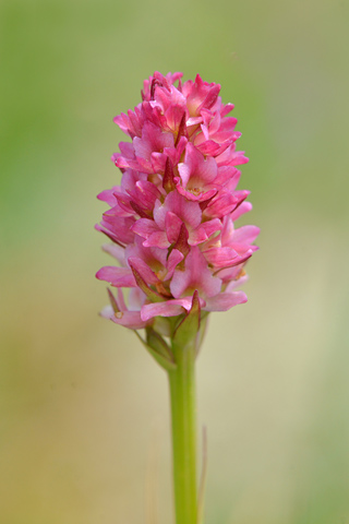 Gymnadenia rhellicani x Pseudorchis albida