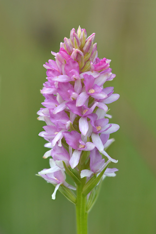 Gymnadenia conopsea x rhellicani