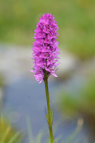 Dactylorhiza fuchsii x Gymnadenia rhellicani