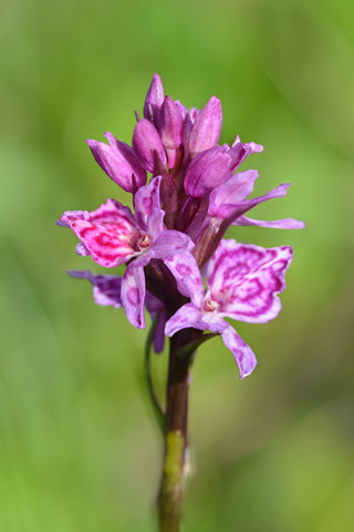 Dactylorhiza fuchsii x Gymnadenia rhellicani