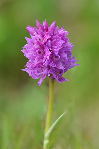 Dactylorhiza fuchsii x Gymnadenia rhellicani