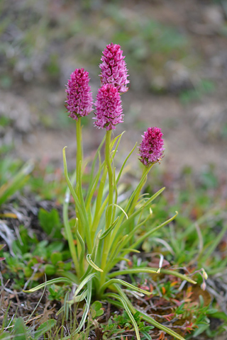 Gymnadenia odoratissima x rhellicani