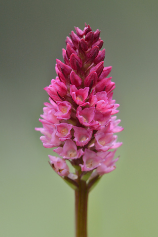 Gymnadenia odoratissima x rhellicani