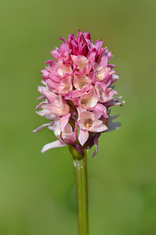 Gymnadenia odoratissima x rhellicani