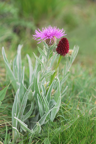 Gymnadenia rhellicani