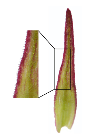 Gymnadenia rhellicani