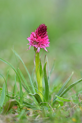 Gymnadenia miniata f. bicolor