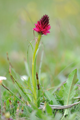 Gymnadenia miniata f. bicolor