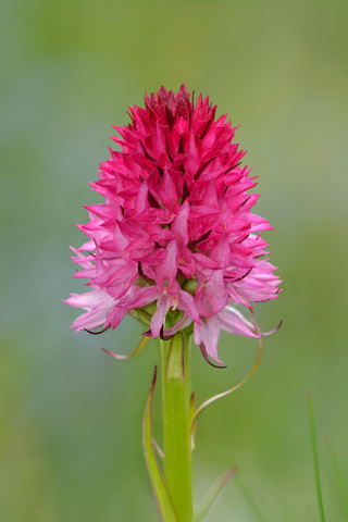 Gymnadenia miniata f. bicolor