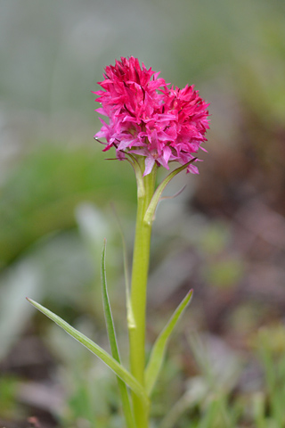 Gymnadenia miniata f. bicolor