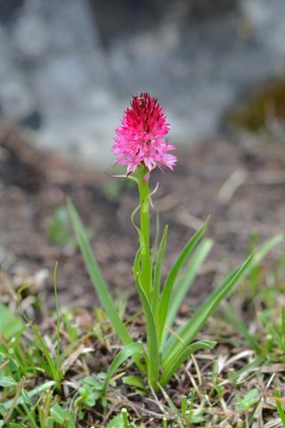 Gymnadenia miniata f. bicolor