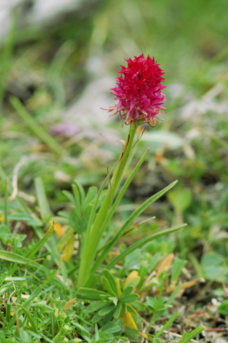 Gymnadenia miniata var. dolomitensis