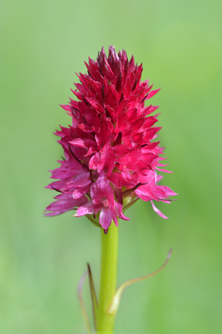 Gymnadenia miniata var. dolomitensis