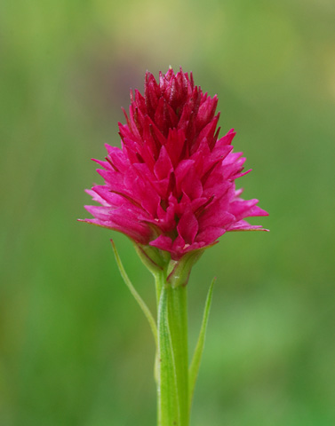 Gymnadenia miniata f. minor