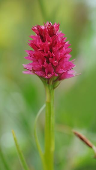 Gymnadenia miniata f. minor