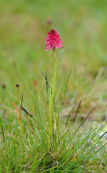 Gymnadenia miniata