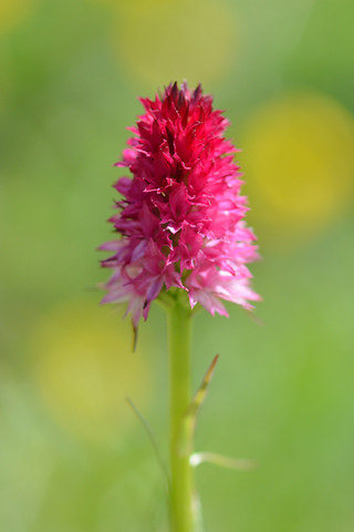 Gymnadenia miniata