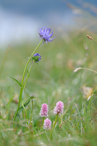 Gymnadenia stiriaca