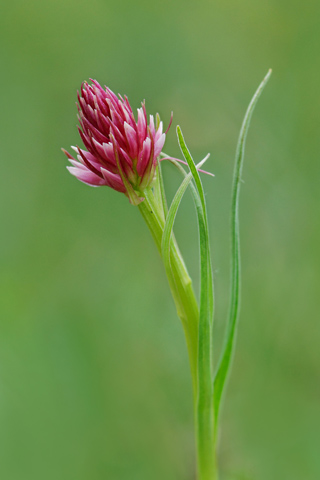 Gymnadenia stiriaca