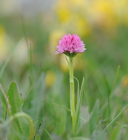 Gymnadenia widderi