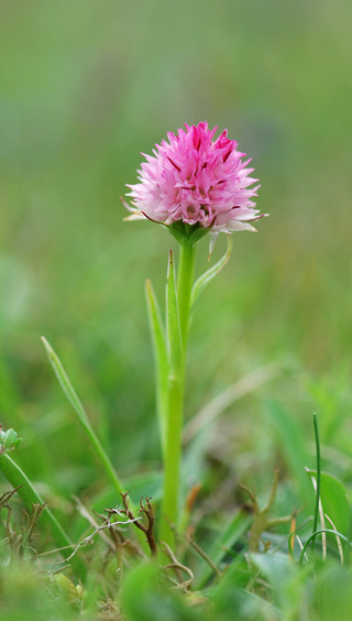 Gymnadenia widderi