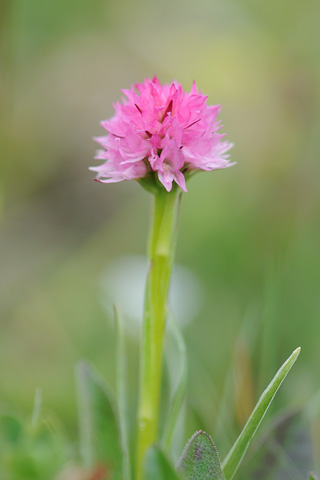 Gymnadenia widderi