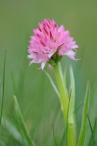 Gymnadenia widderi