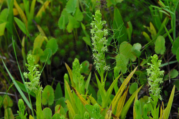 Habenaria repens