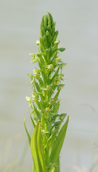 Habenaria repens